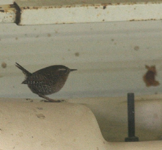 Pacific Wren - Chris Conard