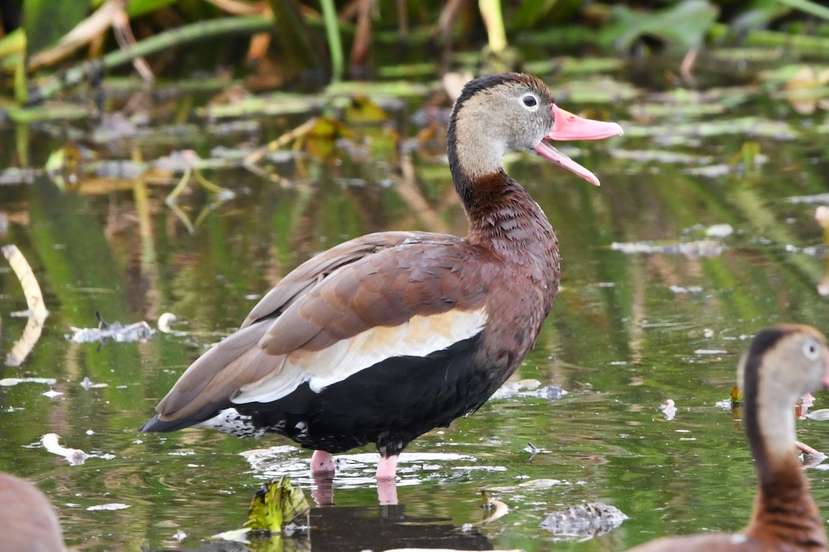 Dendrocygne à ventre noir - ML615804267