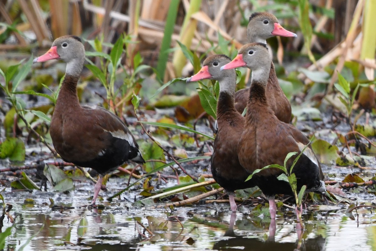 Black-bellied Whistling-Duck - ML615804268