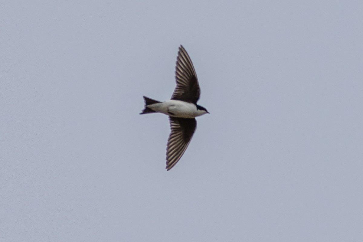 Tree Swallow - ML615804307