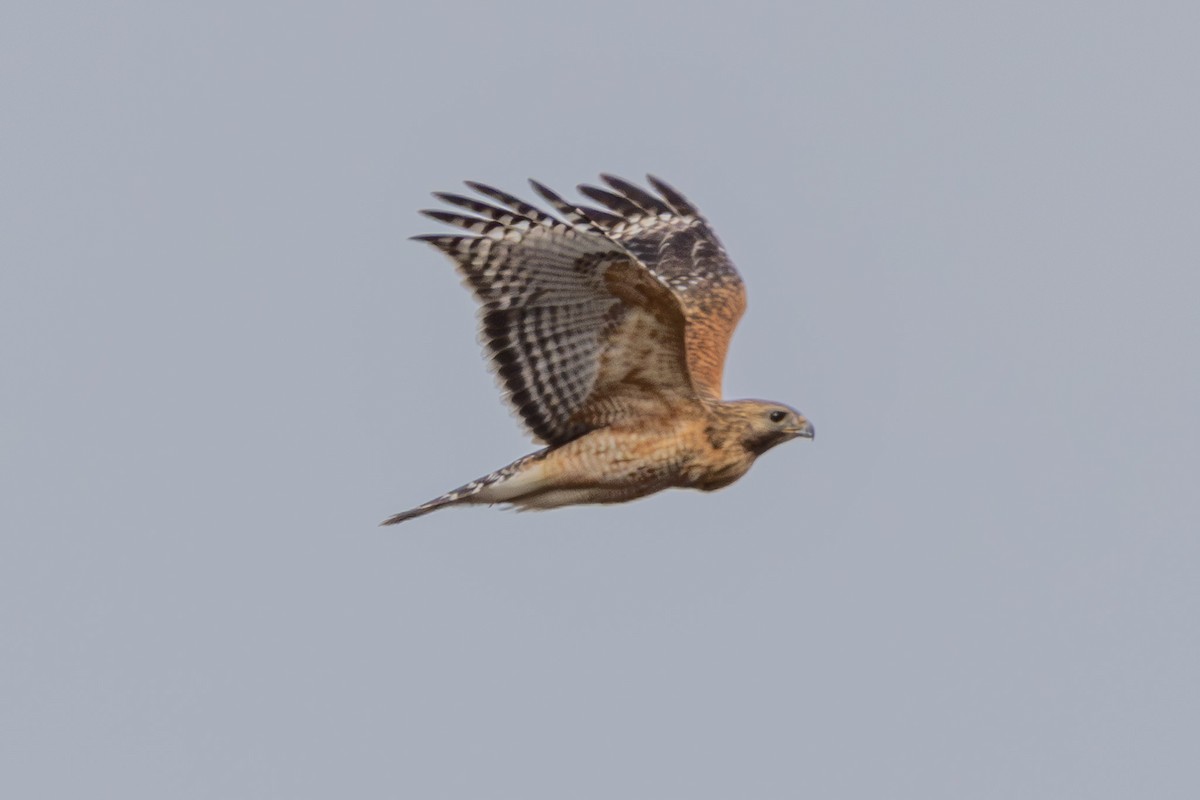 Red-shouldered Hawk - ML615804316