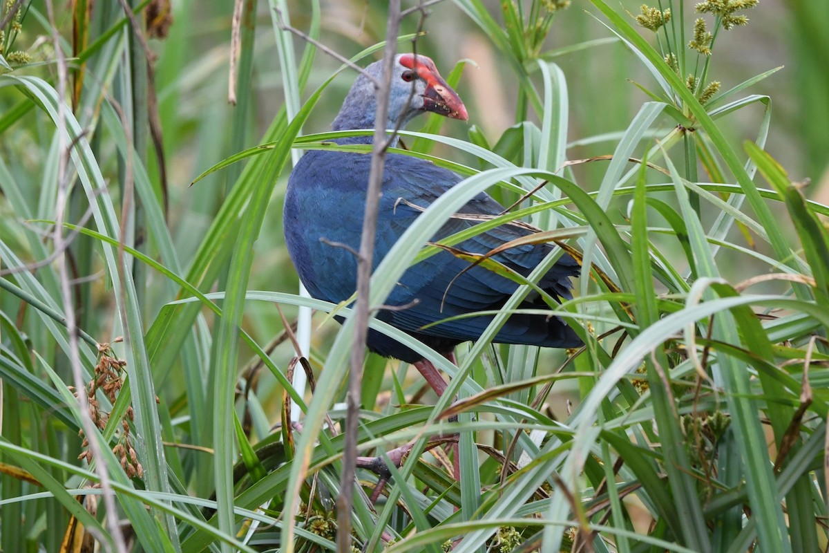 Gray-headed Swamphen - ML615804388