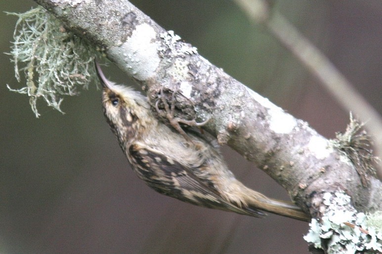 Brown Creeper - ML615804394