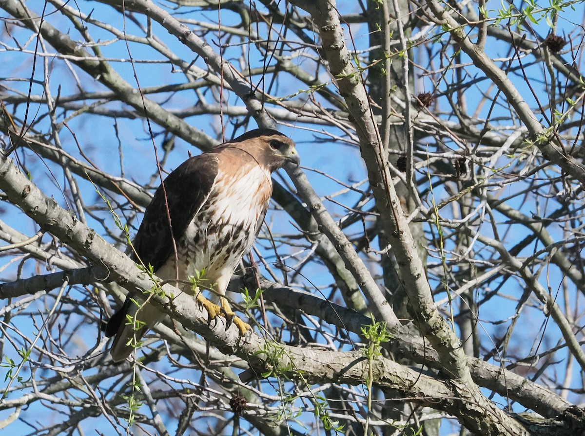 Red-tailed Hawk - ML615804399