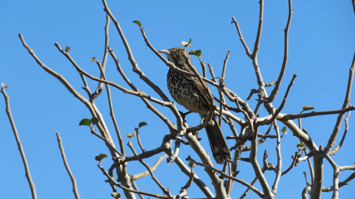 Gray Thrasher - ML615804440