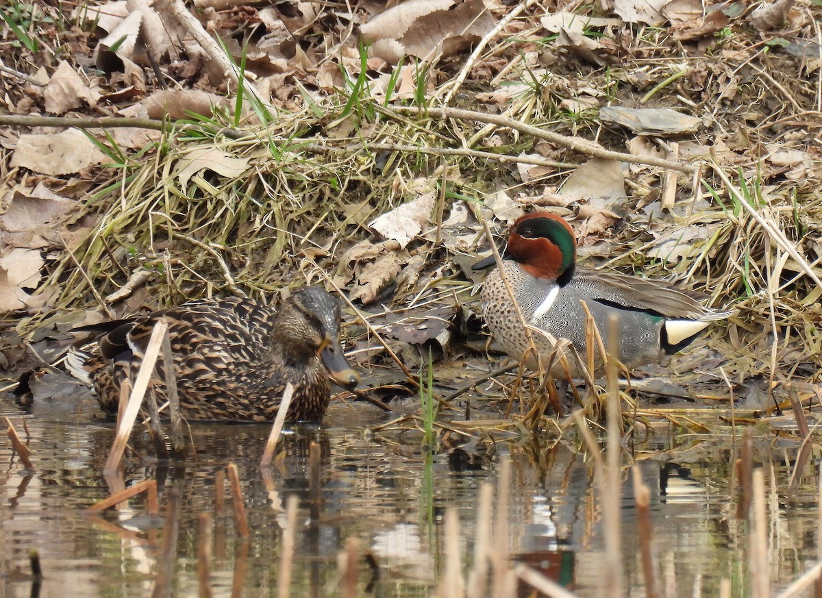 Green-winged Teal - ML615804443