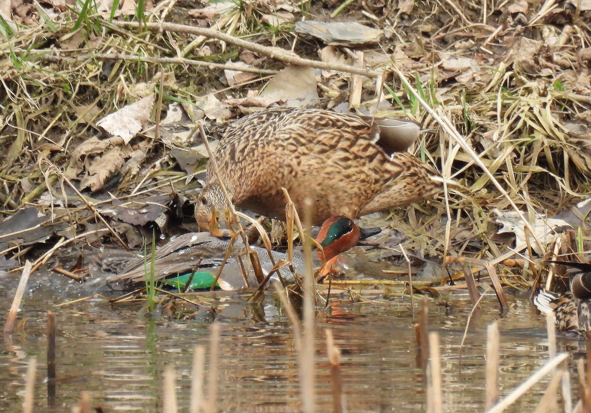 Green-winged Teal - ML615804446