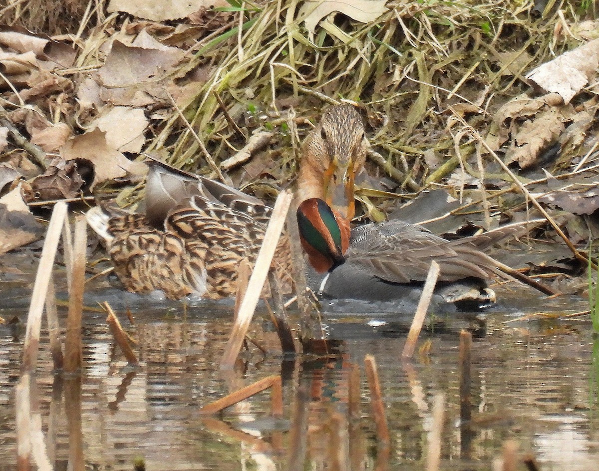 Green-winged Teal - ML615804447