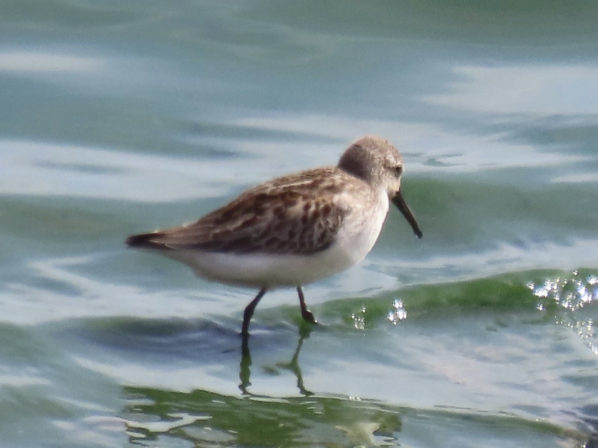 Western Sandpiper - ML615804454