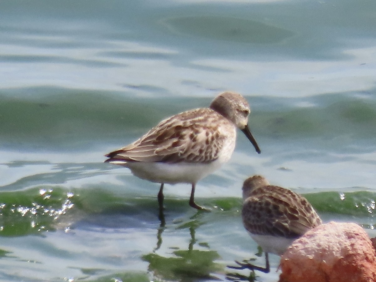 Bergstrandläufer - ML615804455