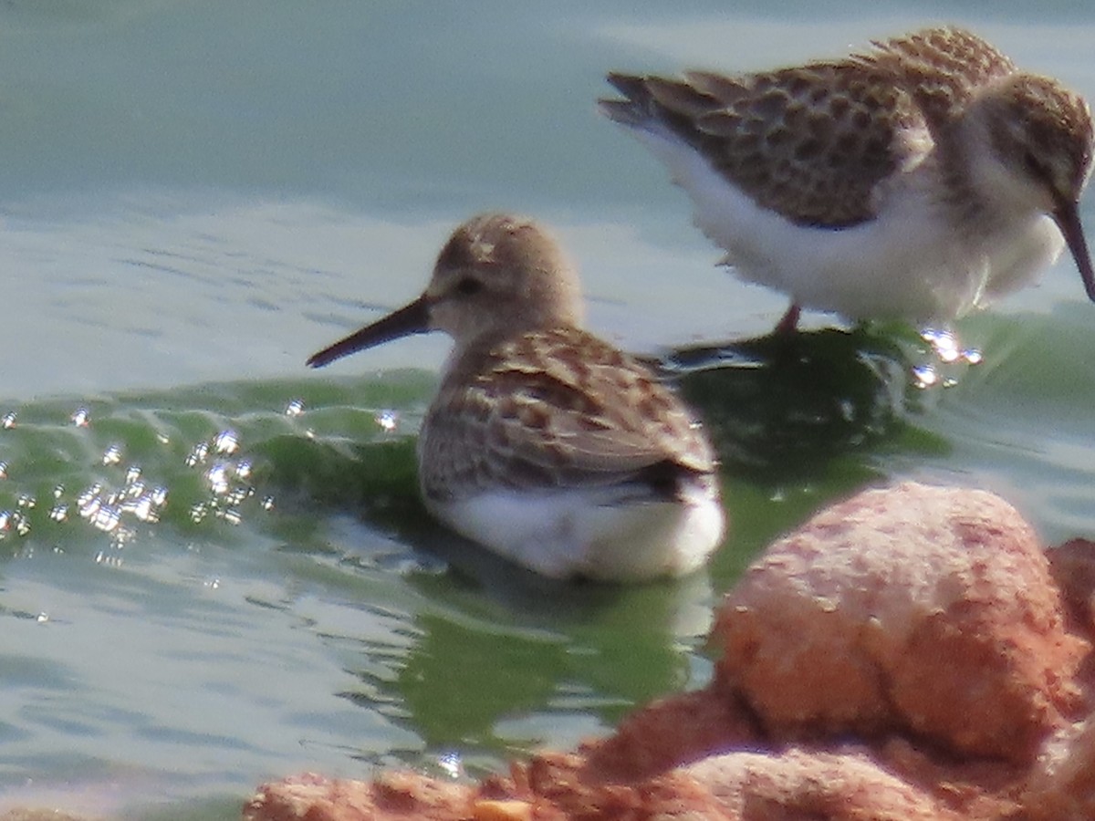 Western Sandpiper - ML615804470