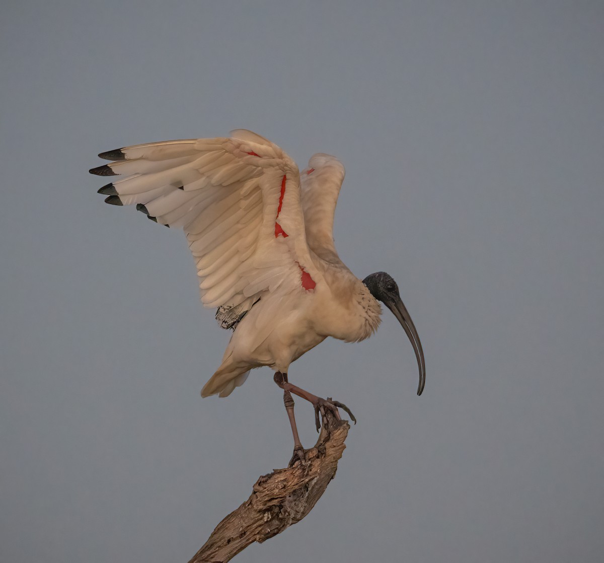 ibis australský - ML615804482