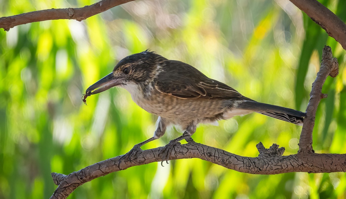 Gray Butcherbird - ML615804525