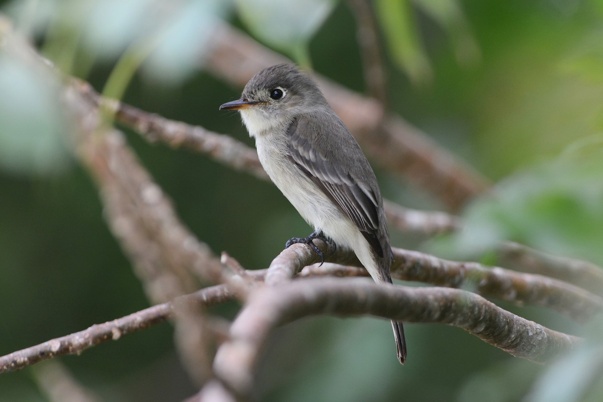 Cuban Pewee - ML615804545