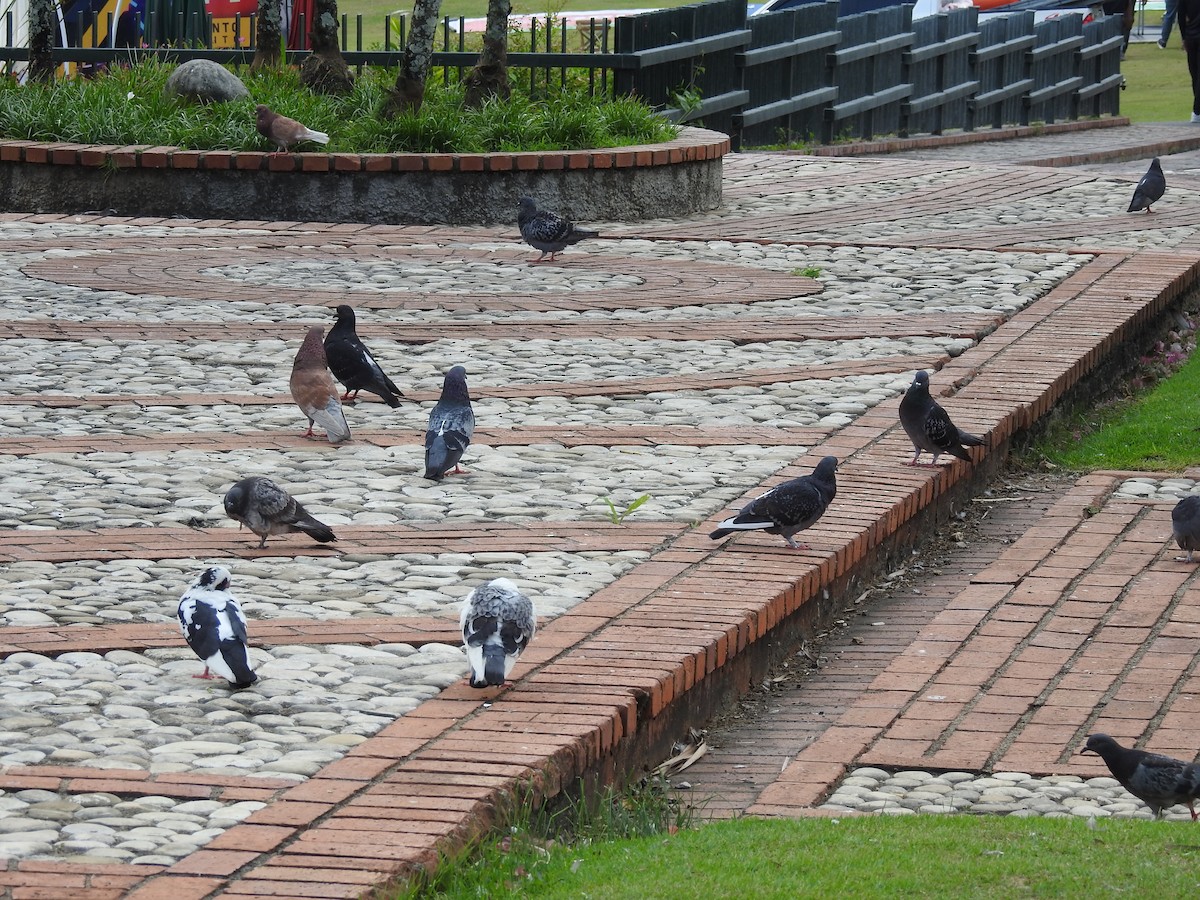 Rock Pigeon (Feral Pigeon) - ML615804546