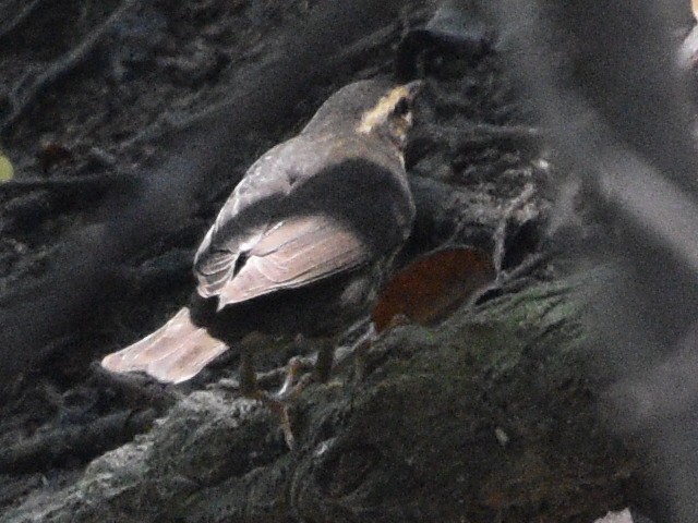 Northern Waterthrush - ML615804610