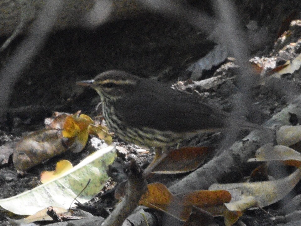 Northern Waterthrush - ML615804611