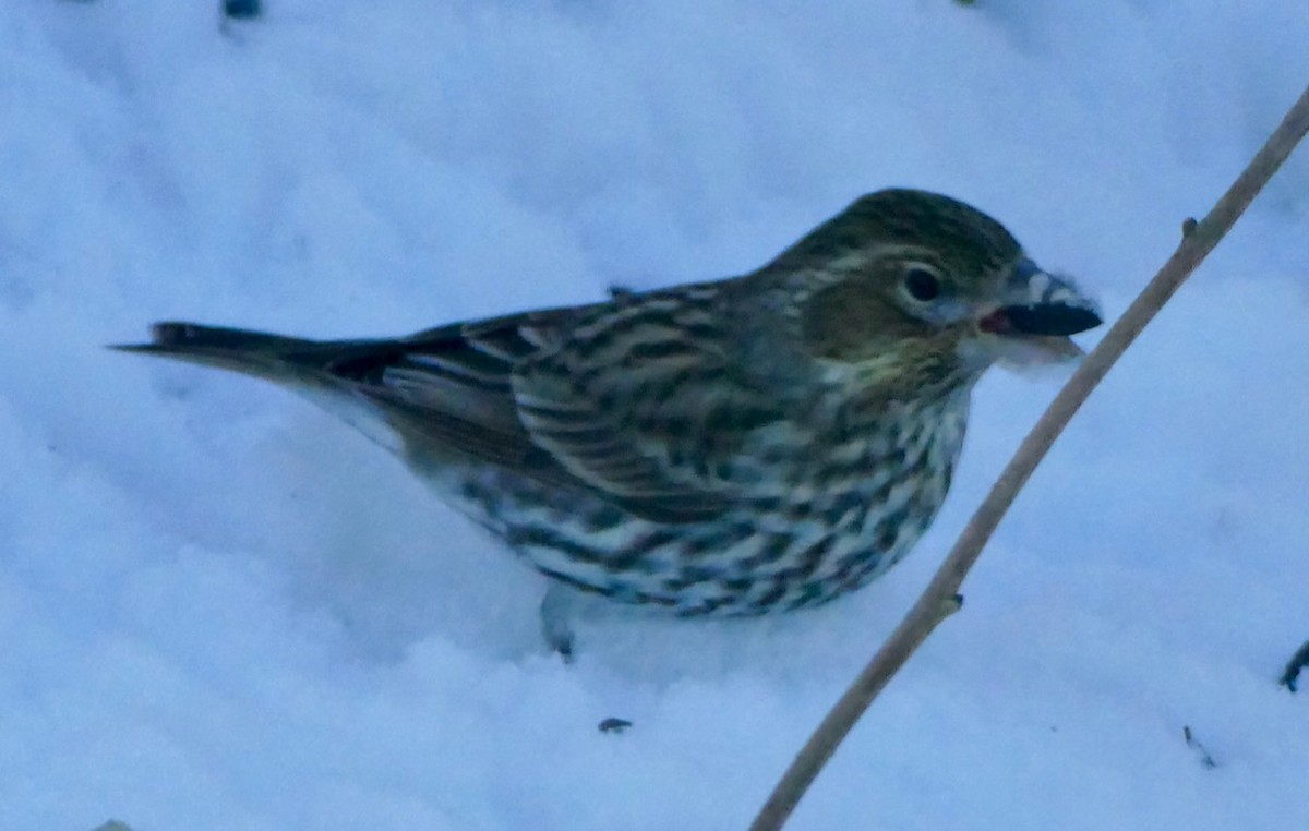 Cassin's Finch - ML615804617