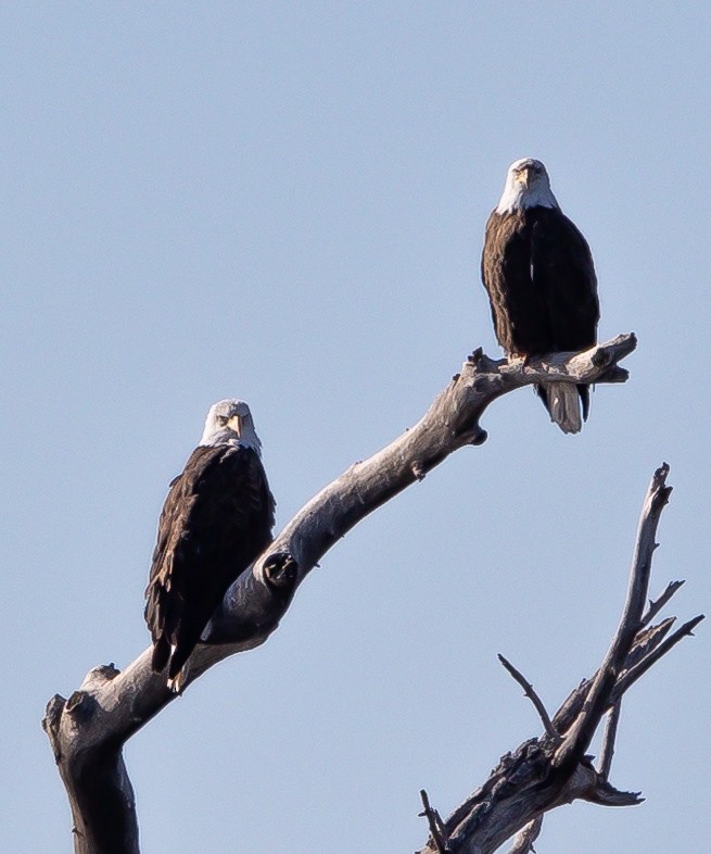 Bald Eagle - ML615804628