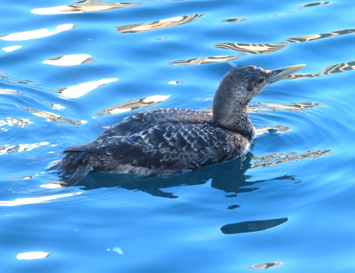 Yellow-billed Loon - ML615804634