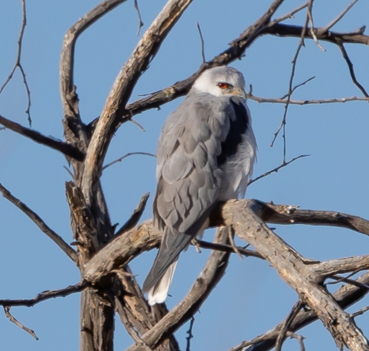 White-tailed Kite - ML615804635