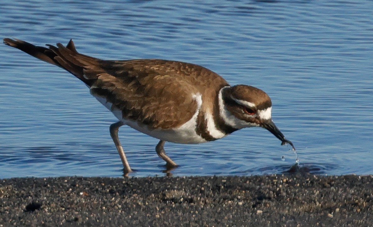 Killdeer - ML615804699