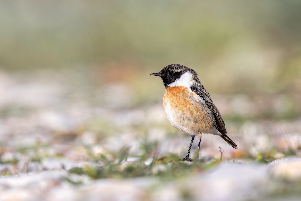 European Stonechat - Frédérick Lelièvre