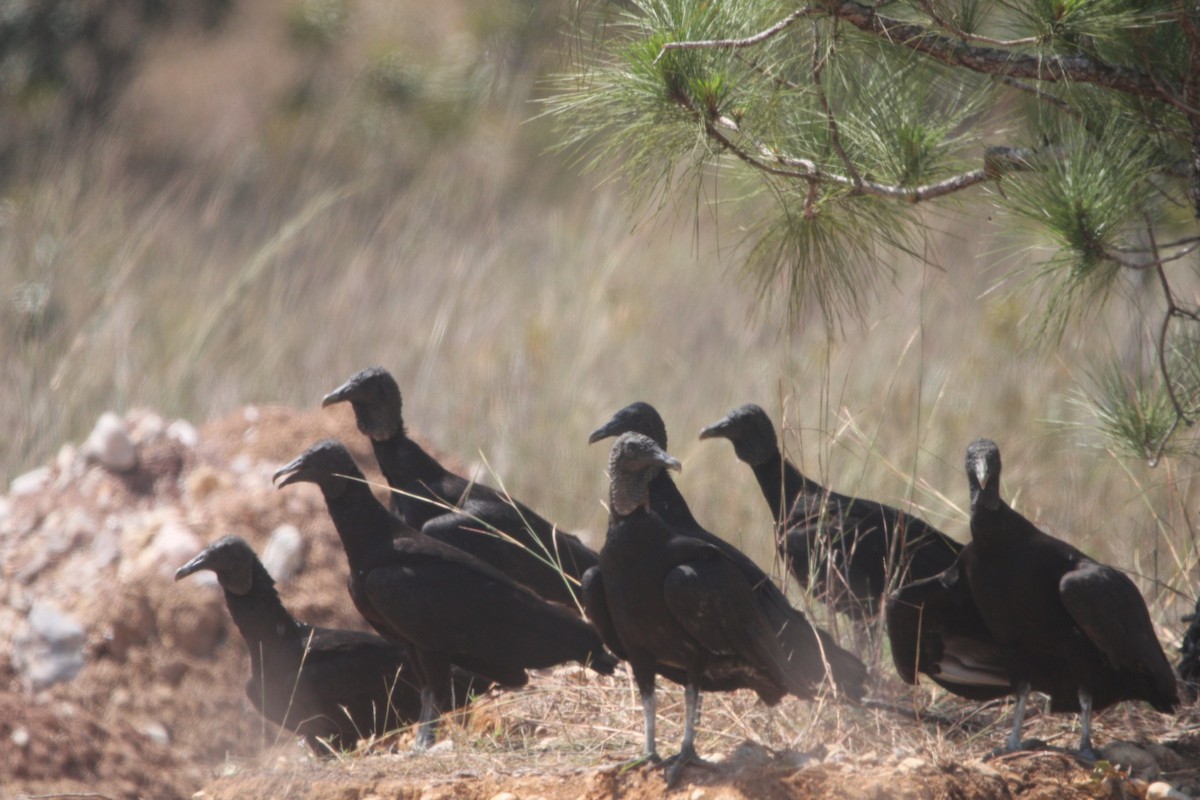 Black Vulture - Dimas Morataya