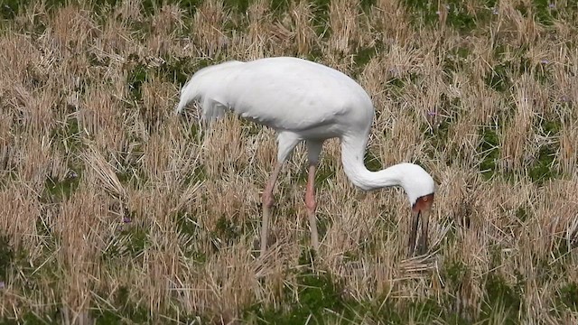 Siberian Crane - ML615804741