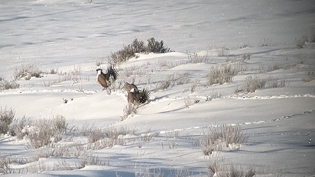 salviejerpe - ML615804753