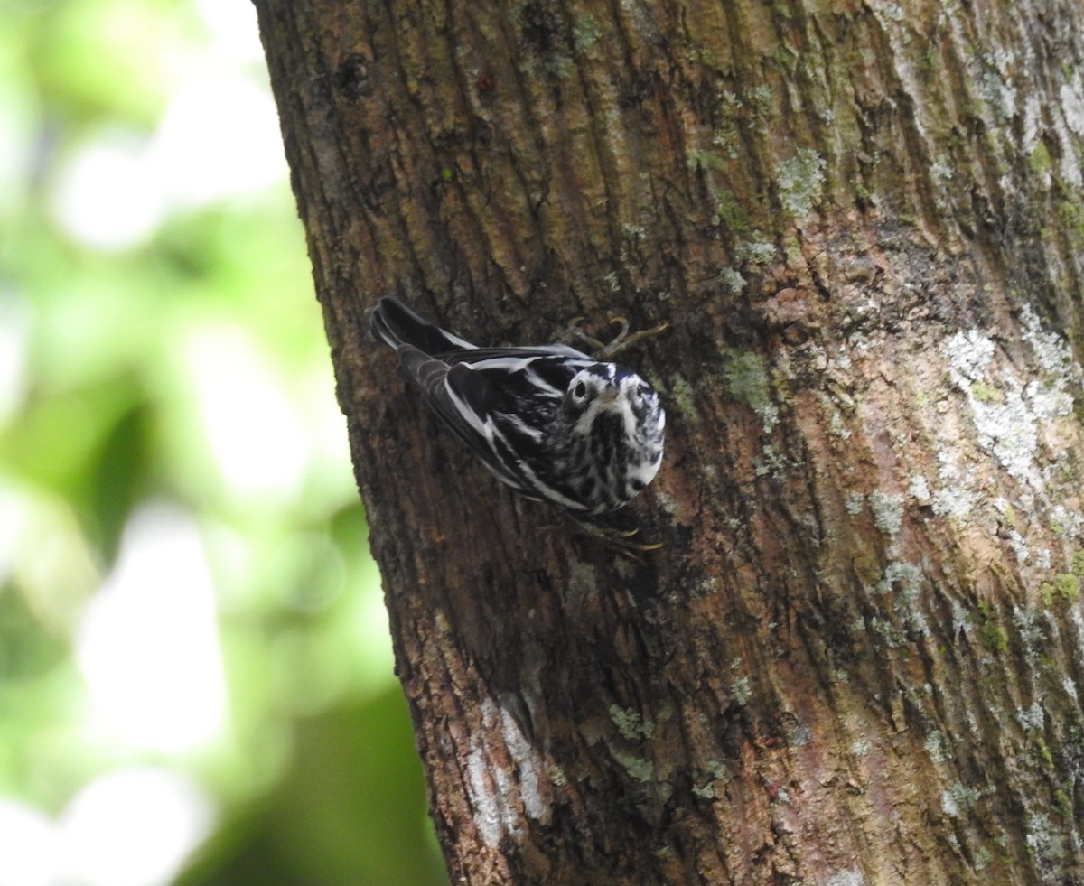 Black-and-white Warbler - ML615804810
