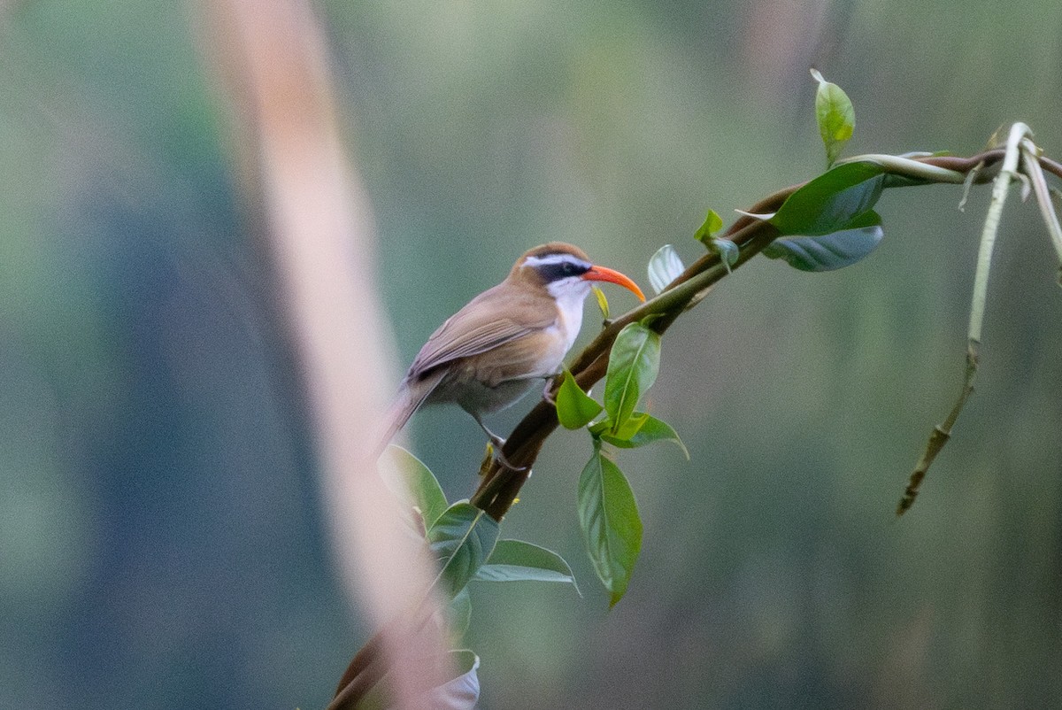 Red-billed Scimitar-Babbler - Abram Fleishman