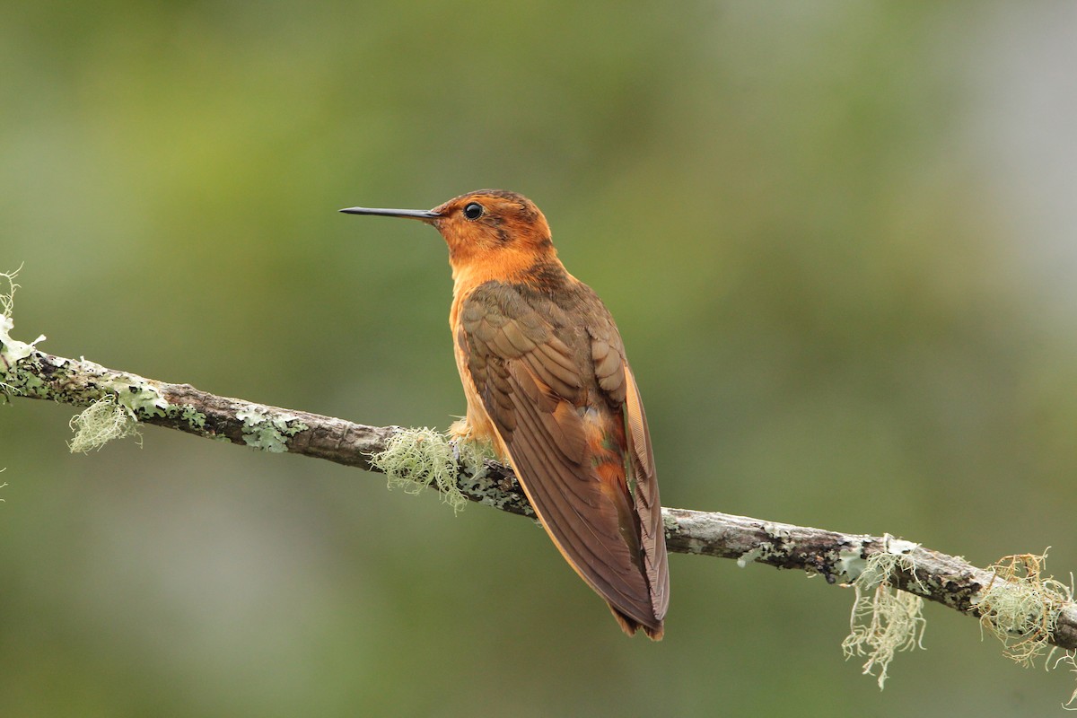kolibřík duhovohřbetý - ML615804860