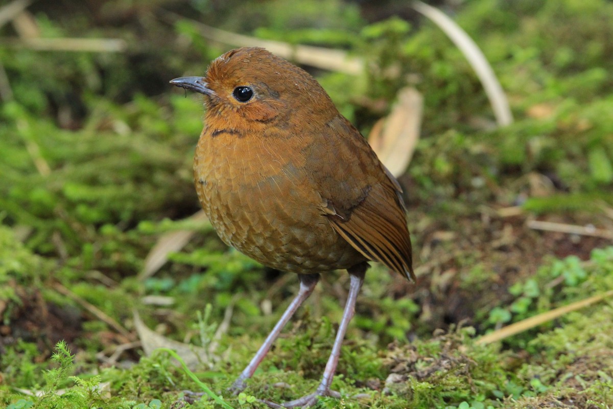 Equatorial Antpitta - Julian Valencia