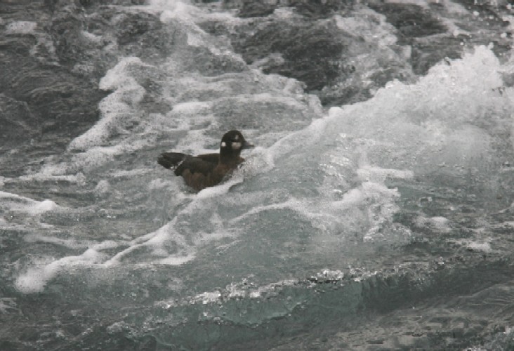 Harlequin Duck - Chris Conard