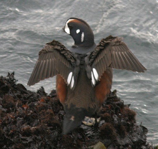 Pato Arlequín - ML615804924