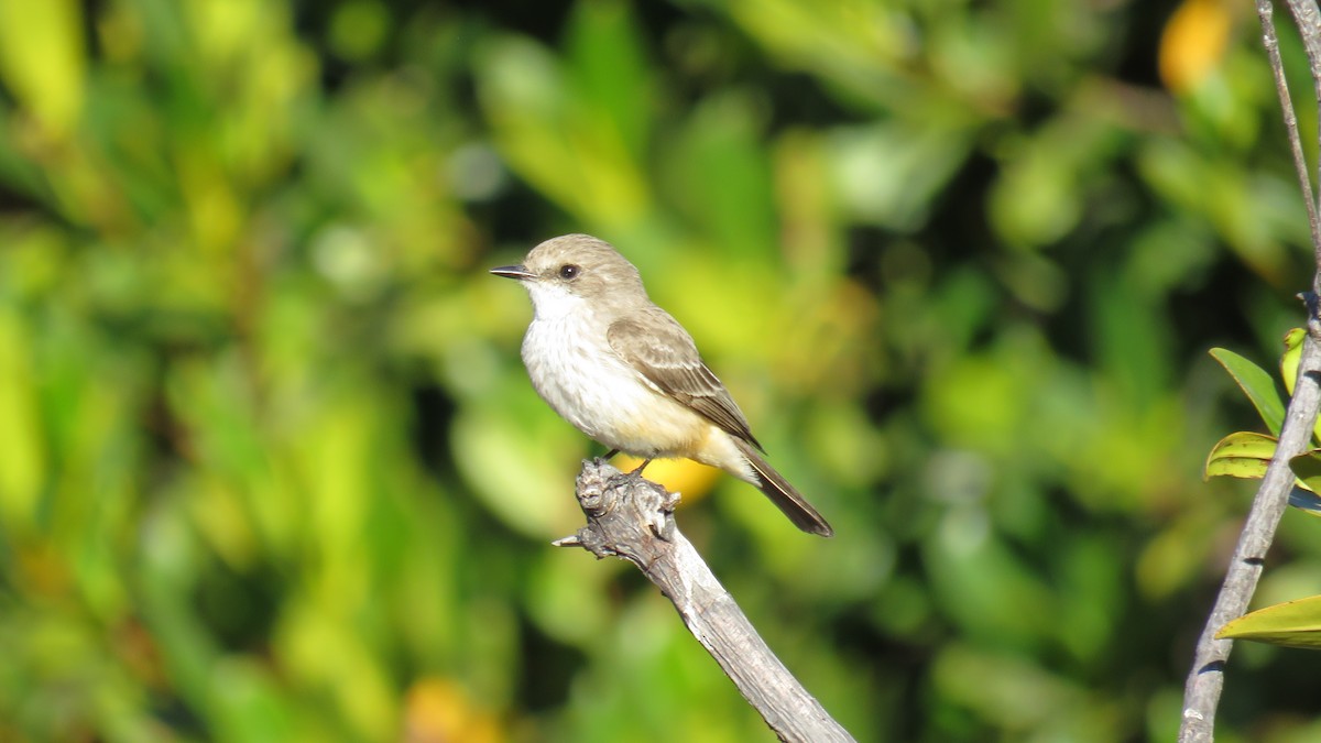 Vermilion Flycatcher - ML615804952