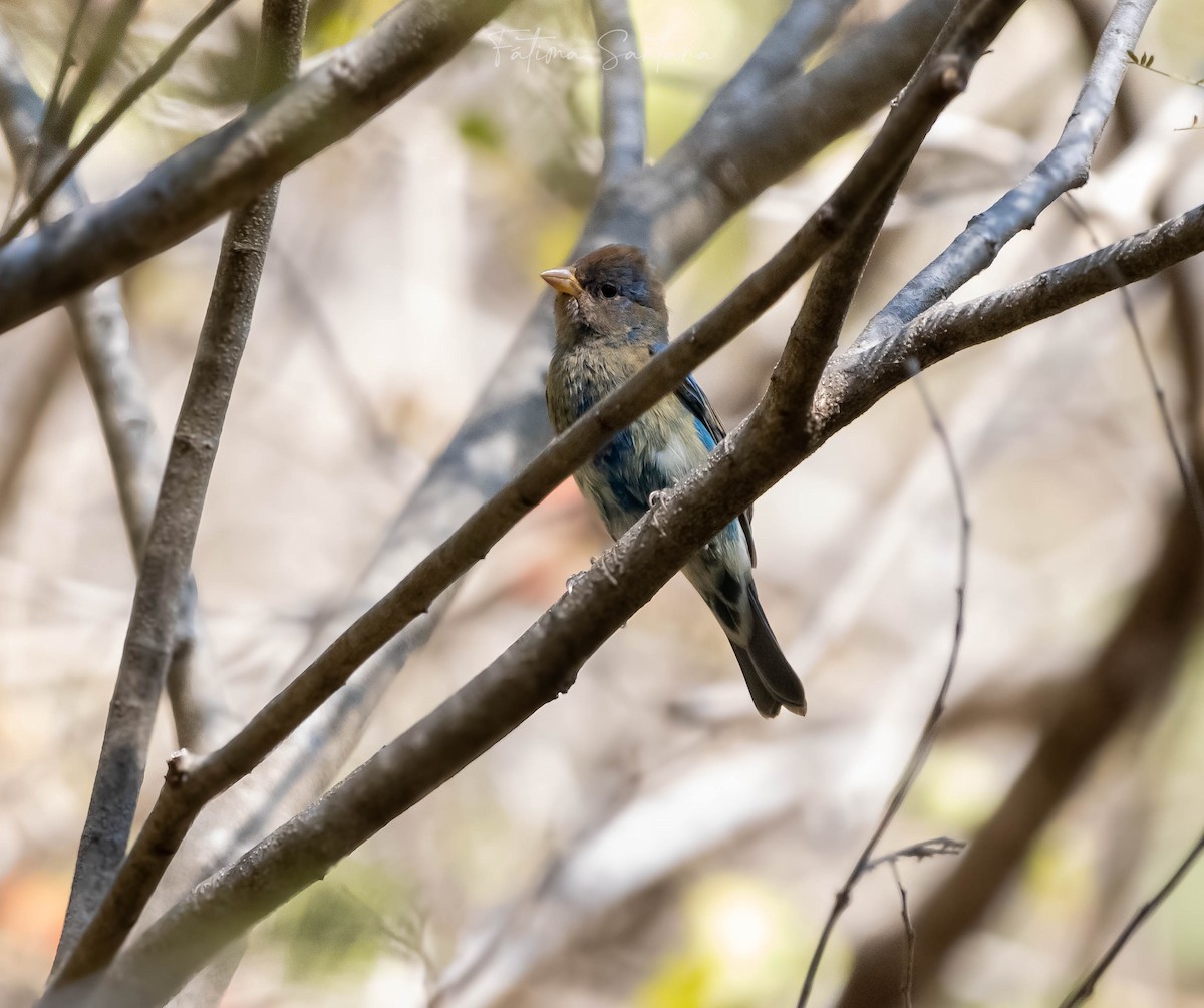 Indigo Bunting - ML615804977