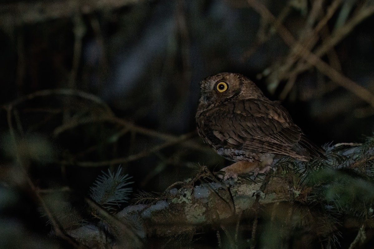 Western Screech-Owl - ML615804982