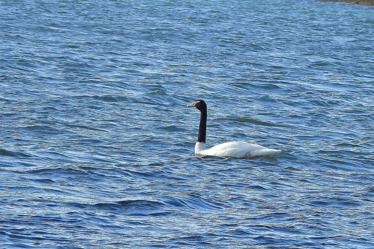 Black-necked Swan - ML615805031