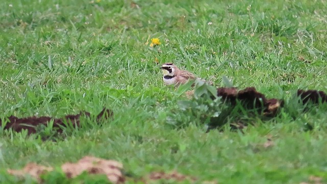 Horned Lark - ML615805054