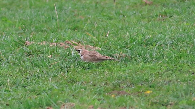 Horned Lark - ML615805056