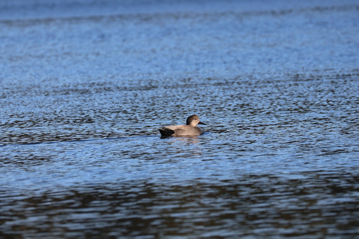 Gadwall - ML615805067