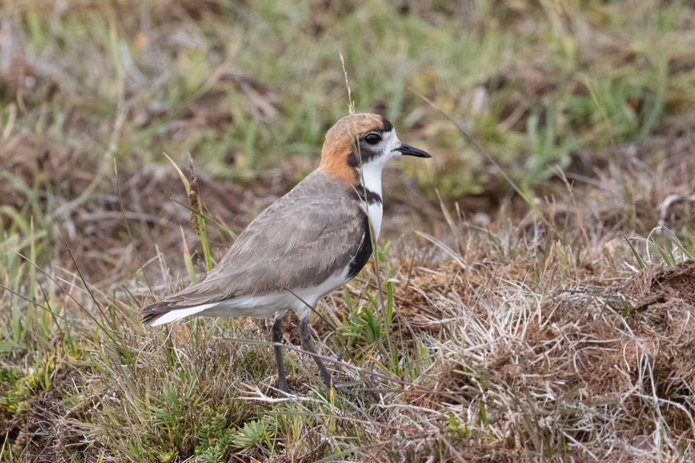 Two-banded Plover - Denis Corbeil