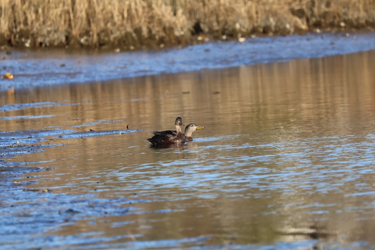 American Black Duck - ML615805083