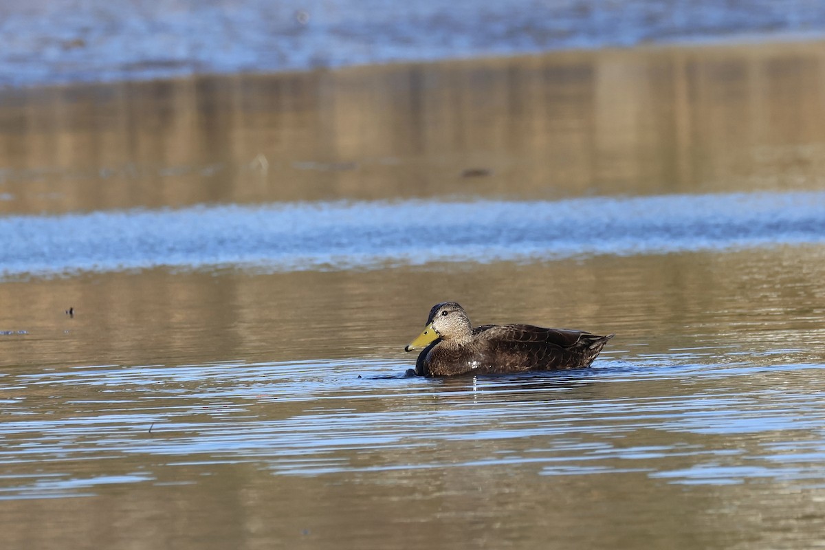 Canard noir - ML615805085