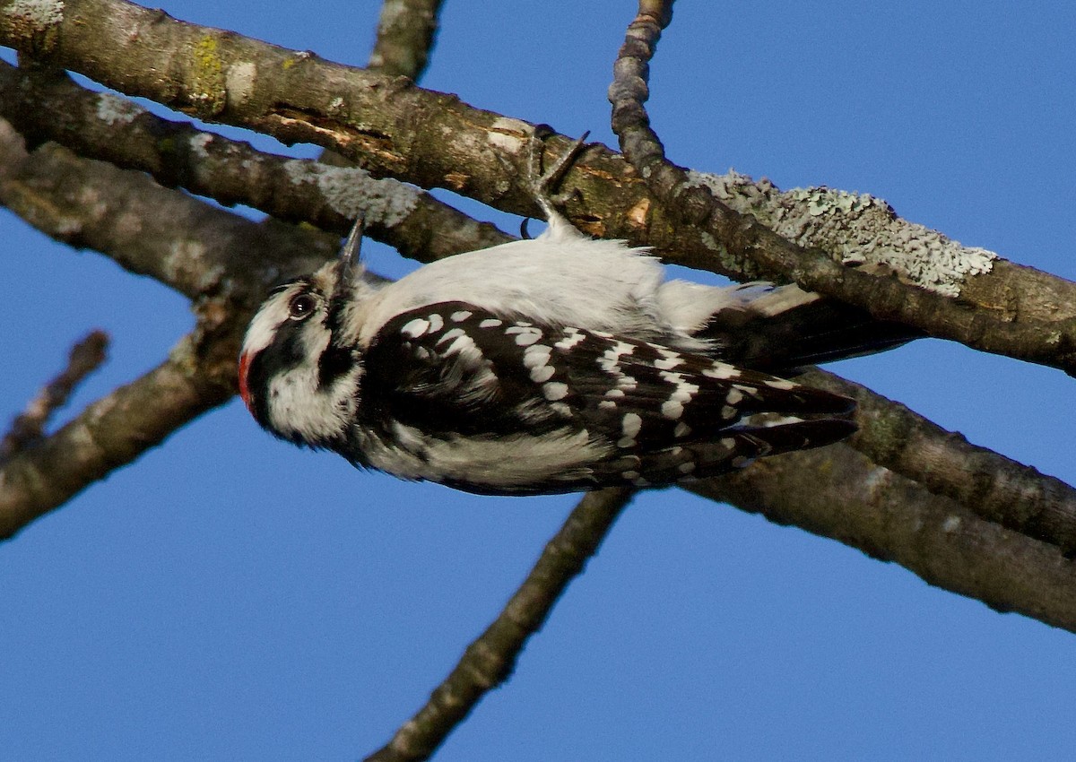 Downy Woodpecker - ML615805086