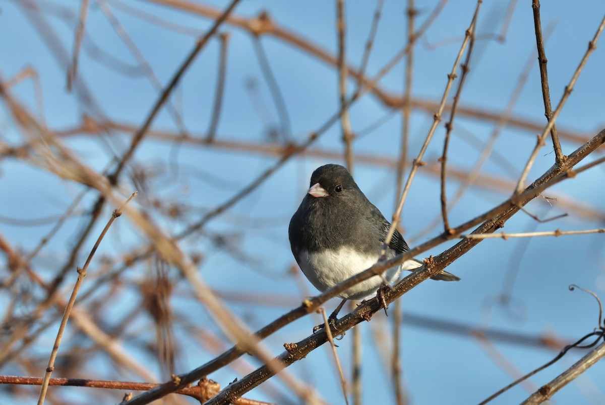 Dark-eyed Junco - Ethan Seufert