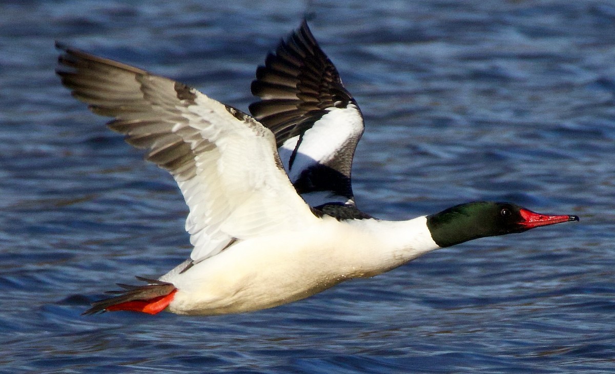 Common Merganser - ML615805110