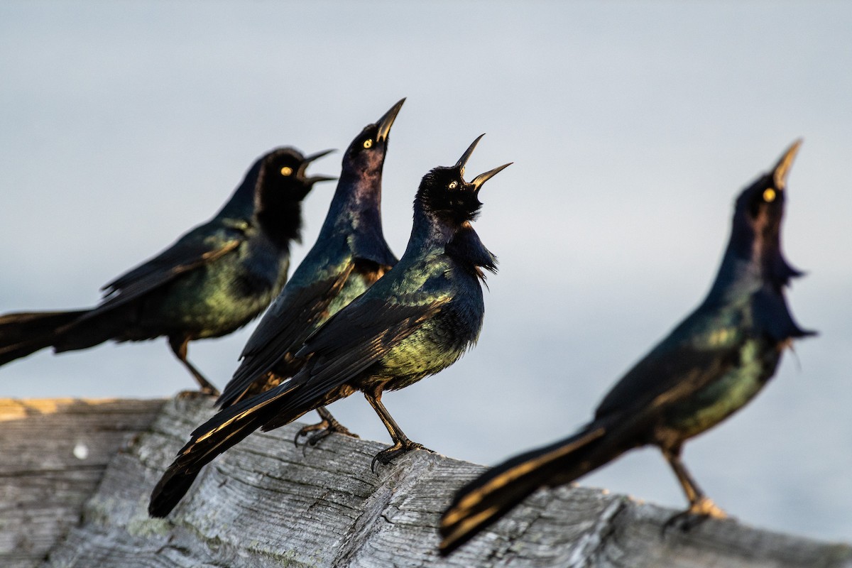 Boat-tailed Grackle - ML615805160